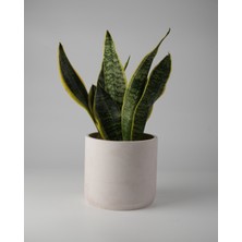 Kaju Creative Dekoratif Beton Saksı – Orta Boy – 15X13CM | 2 L - Renk ve Mermer Deseni Seçenekleriyle