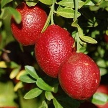 Taber 4 Yaş Aşılı Blood Lime Kırmızı Limon Fidanı, Torbada