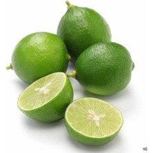 Taber 3 Yaş Aşılı Dikensiz Mexican Lime Fidanı, Torbada