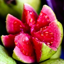 Taber Saksıda Büyük Boy Guava Fidanı (Meyve Verir Durumda)