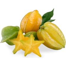 Taber Meyve Verir Durumda 20 Lt Saksıda Carambola (Yıldız Meyvesi) Fidanı
