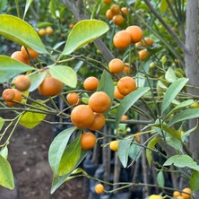 Taber Bol Meyveli Mini Süs Mandalina (Yenilebilir) Fidanı, 130 cm Üzeri Tüplü ve Aşılı