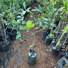 Taber Aşılı Yediveren Mayer Bodur Limon Fidanı (2-3 Yaş Tüplü Fidan)