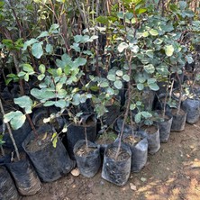 Taber Mikro Aşılı ve Soğuk Bölgelere Uygun Keçi Boynuzu (Harnup) Fidanı