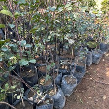 Taber Soğuk Bölgelere Uygun Keçi Boynuzu (Harnup) Fidanı (Aşısız)