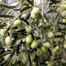 Taber Sıkmalık ve Sofralık Tüplü Akhisar Zeytini Fidanı