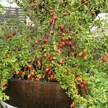 Taber 5 Yaş Aşılı Avusturalya Blood Lime - Kırmızı Limon Fidanı, Torbada