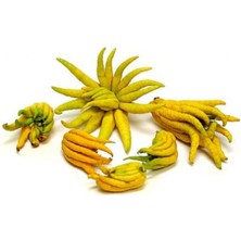 Taber 4 Yaş Aşılı Tropikal Budanın Eli Fidanı, Torbada