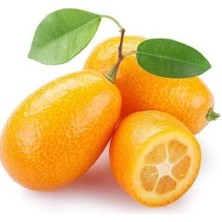 Taber 2 Yaş Aşılı Kamkat Süs Portakalı Fidanı, Torbada