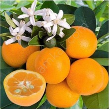Taber 4 Yaş Aşılı Calamondin Süs Mandalinası Fidanı, Torbada