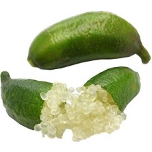 Taber 6 Yaş Aşılı Finger Lime Parmak Limon Fidanı, Torbada