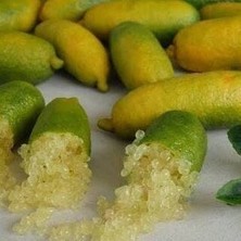 Taber 5 Yaş Aşılı Finger Lime SUNSHINE YELLOW, Torbada