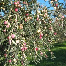 Taber Sofralık ve Yağlık Tüplü Edremit Zeytini Fidanı