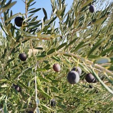 Taber Yağlık ve Sofralık Tüm Bölgelere Uygun Nizip Zeytini Fidanı