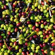 Taber Tüplü Sofralık ve Sıkımlık Edremit Çelebi Zeytini Fidanı