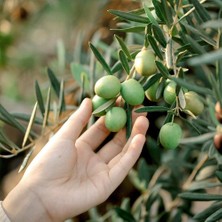 Taber Ekstra Verimli Yemelik ve Yağlık Tüplü Ayvalık Çelebi Zeytini Fidanı
