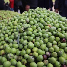 Taber Tüplü Sıkımlık ve Salamuralık Bol Meyveli Gaziantep Zelebi Zeytini Fidanı