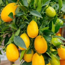 Taber 3 Yaş Aşılı Limonkamkat Tavaresquat  Fidanı, Torbada