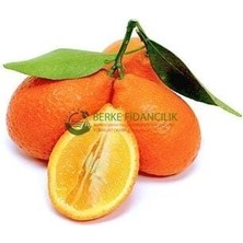 Taber 4 Yaş Aşılı Tropikal Mandarinquat Fidanı, Torbada