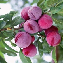 Taber 4 Yaş Aşılı Santa Rosa Erik Fidanı, Torbada