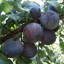 Taber 4 Yaş, Aşılı Friar Erik Fidanı, Torbada