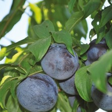 Taber 4 Yaş, Aşılı Black Amber Erik Fidanı, Torbada