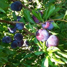 Taber 4 Yaş, Aşılı Black Splendor Erik Fidanı, Torbada