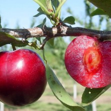 Taber 4 Yaş, Aşılı Show Time Erik Fidanı, Torbada