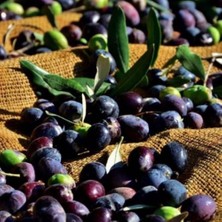 Taber Tüplü Yemelik ve Sıkımlık Tüm Bölgelere Uygun Siirt Yerel Zeytini Fidanı