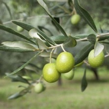Taber Her Bölgeye Uygun Sıkımlık ve Sofralık Tüplü Manisa Saurani Zeytini Fidanın