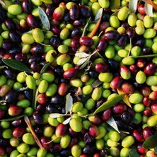 Taber Tüm Iklimlere Uygun Yağlık ve Sofralık Tüplü Malatya Zeytini Fidanı