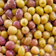 Taber Yağlık ve Sofralık Tüplü İzmir Çizik Zeytini Fidanı