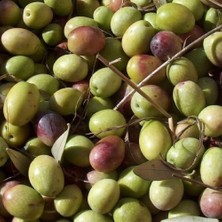 Taber Sofralık ve Yağlık Tüplü Siirt Ayvalık Zeytini Fidanı