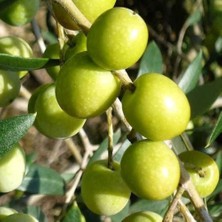 Taber İri Meyveli Tüplü Sıkımlık ve Yemelik Giresun Yağlık Zeytini Fidanı