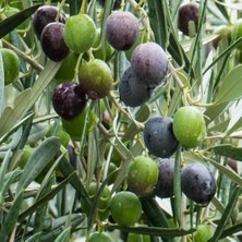 Taber Her Iklime Uygun Yağlık ve Yemelik Tüplü Bursa Zeytinasi Zeytini Fidanı
