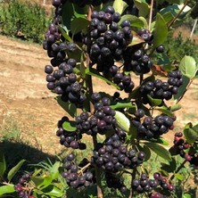 Taber Nero Cinsi Siyah Aronya Chokeberry Fidanı