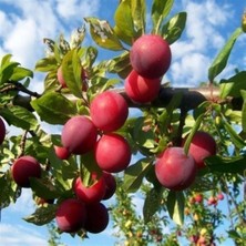 Taber 4 Yaş, Aşılı Formosa Erik Fidanı, Torbada
