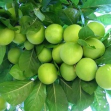 Taber 4 Yaş, Aşılı Kebap Erik Fidanı, Torbada