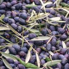 Taber Tüplü Sofralık ve Sıkımlık Antakya Sele Zeytini Fidanı