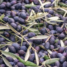 Taber İri Meyveli Yağlık ve Sofralık Tüplü Mardin Sele Zeytini Fidanı