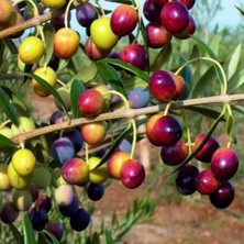 Taber Yüksek Verimli Tüplü Yağlık ve Sofralık Yalova Zeytini Fidanı