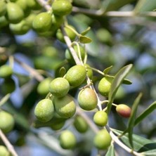 Taber Sınırlı Sayıda Yağlık ve Sofralık Tüplü İspanya - Manzanilla Zeytini Fidanı