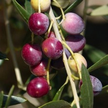 Taber Sınırlı Stok Tüplü Kalamata Zeytini (Yunan Menşei) Fidanı