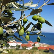 Taber Tüplü Tunus Menşei Chemlali Zeytini Fidanı
