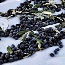 Taber Tüplü Sınırlı Üretim Cezayir Menşei – Sigoise Zeytini Fidanı