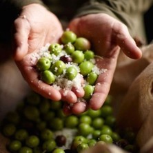 Taber İthal Tüplü California Manzanillo Zeytini (Abd Menşeli) Fidanının