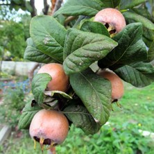 Taber Tüplü Iri Meyveli Jumbo Döngel Muşmula Fidanı (+60 Cm)