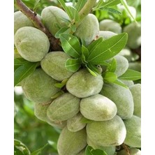 Taber Tüplü, Aşılı Penta Geçci Badem Fidanı (Meyve Verir Yaşta)