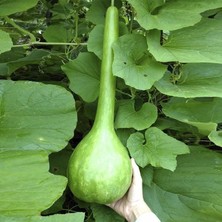 Taber Dipper Süs Su Kabağı Tohumu (5 Tohum)