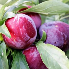 Taber 4 Yaş, Aşılı Early Queen Erik Fidanı, Torbada